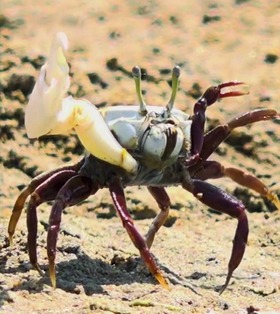 Mangrove’s Crabs